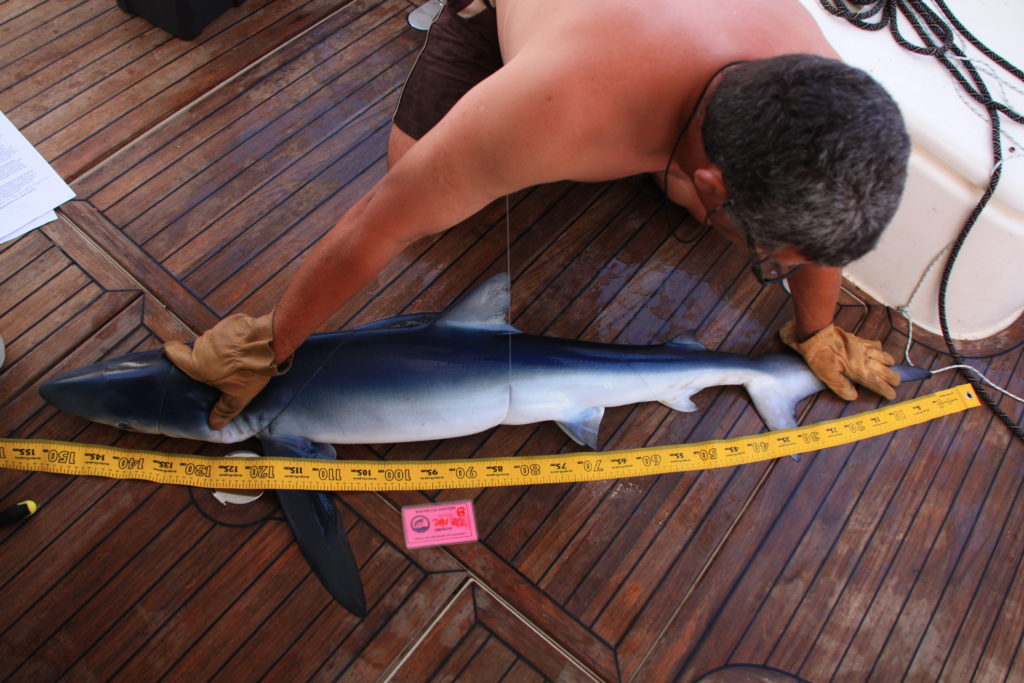 requin bleu ailerons