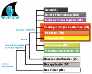 Les statuts uicn requins raies méditerranée